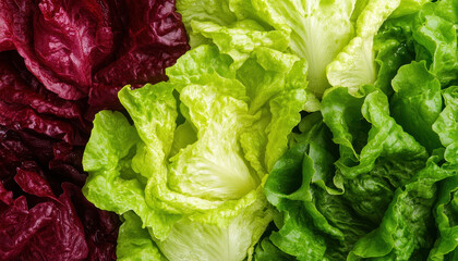 Fresh lettuce varieties in vibrant colors, showcasing red, green, and crisp textures, perfect for salads and healthy meals