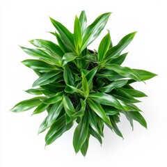 Fototapeta premium Lush Green Indoor Plant with Vibrant Leaves on White Background