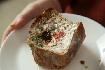 Moldy bread slice on the plate