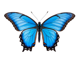 Top view of single blue butterfly isolated on transparent background.