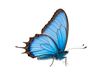 Side view of beautiful blue butterfly isolated on transparent background.