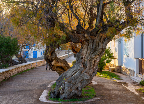 krummer Baumstamm einer Zypresse, Cala Rajada, Mallorca, Spanien