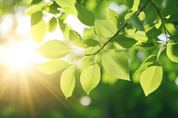 Obraz premium Lush green leaves illuminated by warm sunlight.