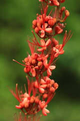 Phyllocarpus septentrionalis  or monkey flower tree ,
impressive small tree with handsome low spreading canopy. Becomes covered with bright red pendulous droops of stunning flowers.THAILAND