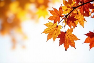 Close-up of autumn tree branches, white backdrop , macro, october, woods