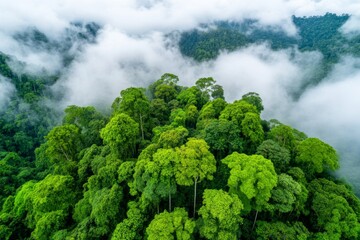 A breathtaking aerial view of an untouched rainforest with layers of green stretching to the horizon