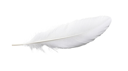 Obraz premium A delicate white feather with smooth contours and soft barbs. isolated on white background.