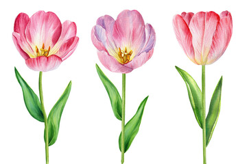 Spring tulips watercolor illustration, realistic botanical artwork. Blooming pink tulip flowers, leaves clipart design