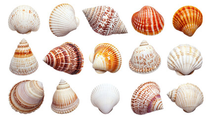 A collection of various seashells showcasing different shapes and patterns. isolated on white background.