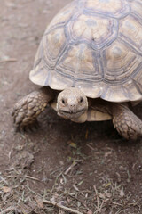 African Sulcata Tortoise Natural Habitat,Close up African spurred tortoise resting ,cute animal