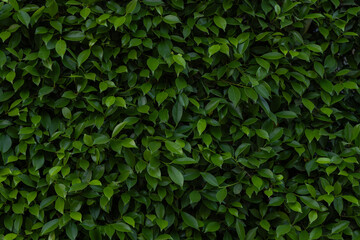 Herb wall, plant wall, natural green wallpaper and background. nature wall. Nature background of green forest
