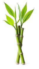 Fototapeta premium Bamboo plants in a natural field surrounded by a white background lush green environment captured from a unique viewpoint