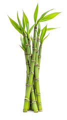 Bamboo growth in natural field white background close-up shot indoor environment eco-friendly concept