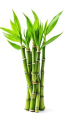 Obraz premium Bamboo plants in a natural field with white background close-up view of green stalks