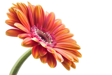 gerbera flower isolated on white