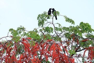 Phyllocarpus septentrionalis or monkey flower tree , impressive small tree with handsome low spreading canopy. Becomes covered with bright red pendulous droops of stunning flowers.THAILAND