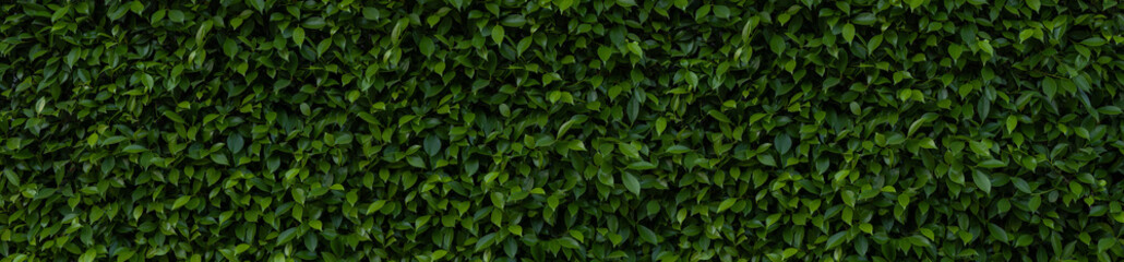 Herb wall, plant wall, natural green wallpaper and background. nature wall. Nature background of green forest