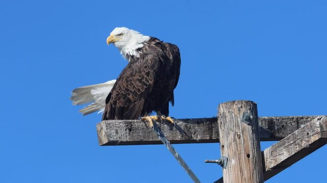 Bald eagle (Haliaeetus leucocephalus) preening on a man-made perch at Tule Lake National Wildlife Refuge, California, against a clear blue sky.