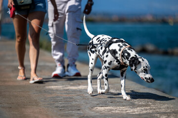 A Dalmatian dog walks with its owners along the sea