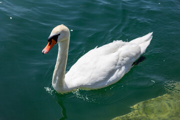 Fototapeta premium A white swan with a red beak swims in blue water.