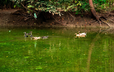 Duck swimming in a pond