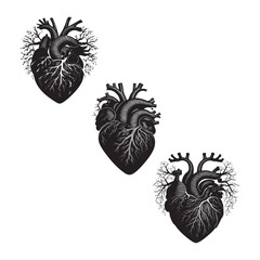 Black and white  anatomical heart 
