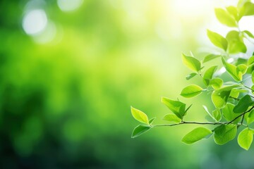 Obraz premium Nature green backgrounds sunlight.