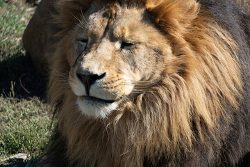 Lion Closeup Portrait Wildlife - A close-up portrait of a lion, showcasing its majestic mane and intense gaze. The image highlights the beauty and power of this magnificent animal.