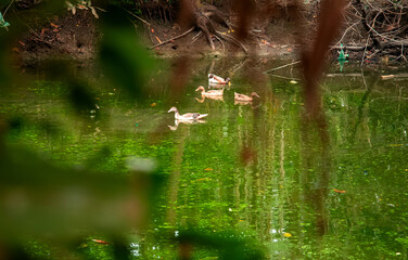 Group of ducks on the pond