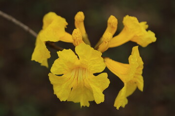 Tabebuia chrysantha or Handroanthus chrysanthus 
was declared the National Tree of Venezuela due to its status as an emblematic native species of extraordinary
beauty.