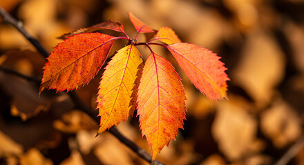 autumn leaves on the tree