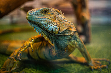 Common Iguana