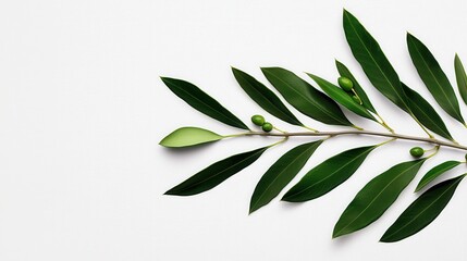 Green Olive Branch with Leaves and Fruits on a Clean White Background