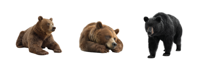 Three bears resting and walking in a variety of poses displaying their natural fur and calm demeanor