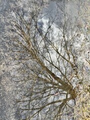 tree reflection in sidewalk puddle winter background scene
