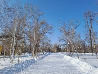 winter landscape with trees