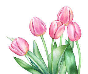 Floral design with watercolor pink and lilac tulip flowers. Hand drawn tulip bouquet for spring floral designs