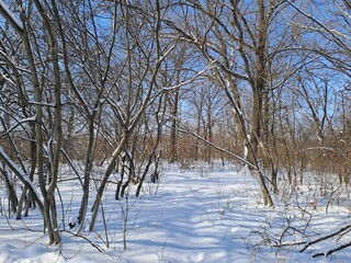 winter landscape with trees and snow