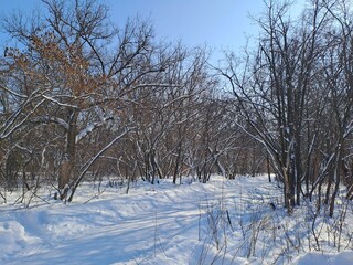 winter landscape with trees