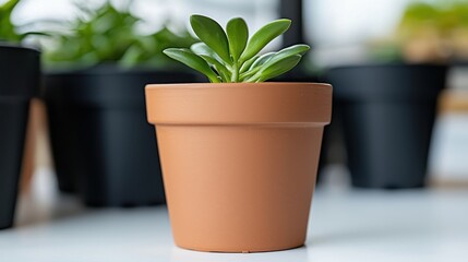 Small Succulent in Terracotta Pot, Minimalist Plant