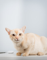 Cat works on computer at home or in office.