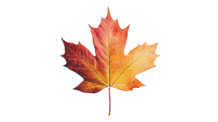 Maple leaf isolated on white background showcasing vibrant autumn colors, natural botanical element for seasonal décor or environmental themes.