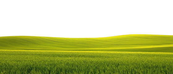 Green grass fields landscape with clear blue sky for nature background, outdoor scenery, tranquil rural setting perfect for travel and relaxation themes.