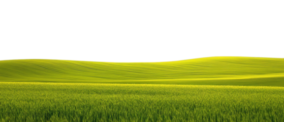 Green grass fields landscape with clear blue sky for nature background, outdoor scenery, tranquil rural setting perfect for travel and relaxation themes.