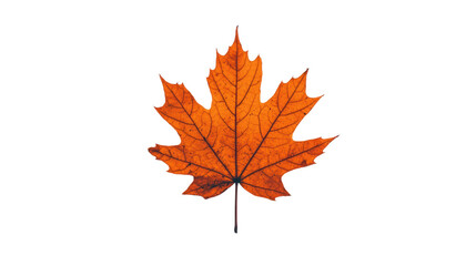 Autumn maple leaf isolated on white background for seasonal decor, nature themes, fall illustrations, and design projects in photography and graphics.