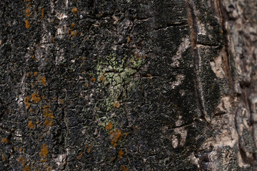 Bark texture, moss texture, bark texture，nature, bark cracks