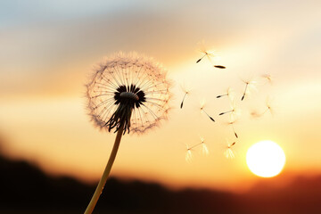 Fototapeta premium Dandelion seeds flying at sunset creating a feeling of hope and freedom