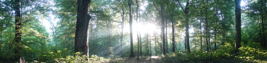 Wald, Panorama, B&auml;ume, Sonnen, Waldbaden 