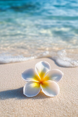Naklejka na ściany i meble White plumeria flower lying on sandy beach on white sand against tropical exotic seascape view clear water background. Summer holiday background.