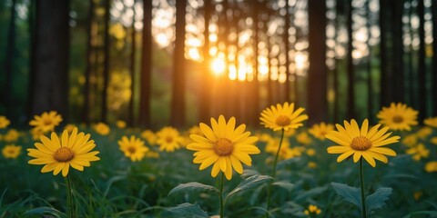 Obraz premium Vibrant yellow flowers blooming in a lush forest at sunset, creating a serene and picturesque scene.